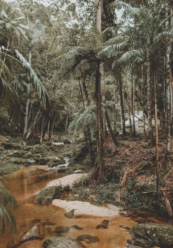 forest
