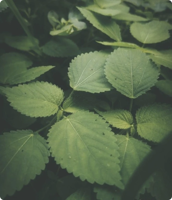 leaves
