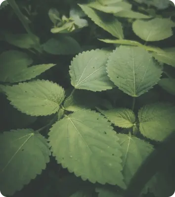 leaves